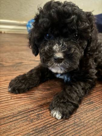 Machos Cockapoo (Houston)63859316212993120