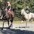 15Yr Grade Appendix Mare 6 thumbnail