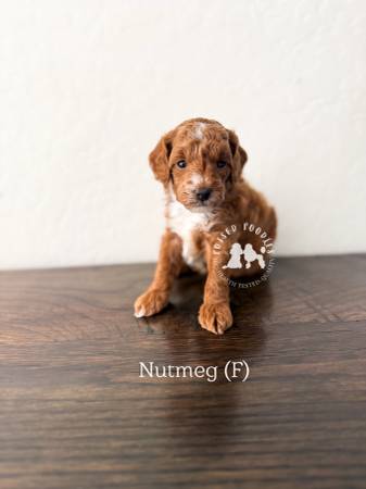 AKC Toy & Miniature Poodle Puppies63975637609986122