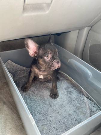 Frenchie french bulldog (Katy)63859317573891120