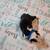 Boston Terrier Puppies 13 thumbnail
