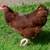 2 month Old chickens hens pullets cold hardy all female chicks 14 thumbnail