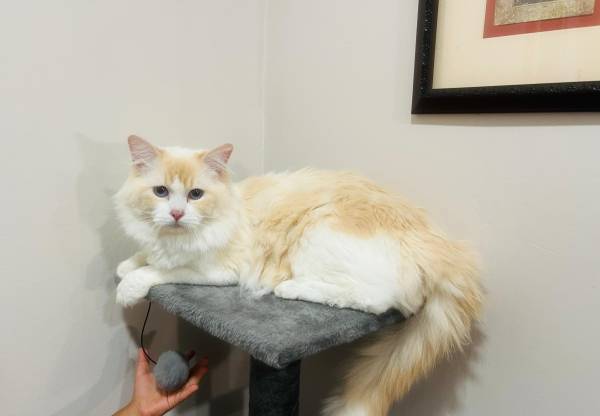Cat for rehoming (West Hartford)63873145734273120