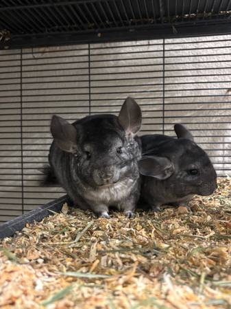 chinchillas rehoming (San Jose)63861571316099121