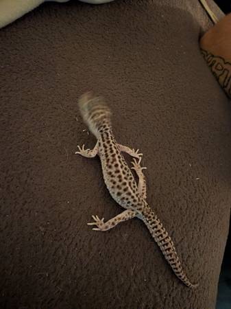 Leopard gecko 1