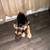 German shepard 2 thumbnail