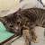 Cats 4 thumbnail