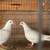 Barn pigeons 1 thumbnail