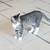 Male tabby young cat  for adoption 2 thumbnail