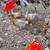 3 Indian runner ducks 3 thumbnail