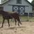 3 YO Gelding 9 thumbnail