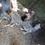 Chickens 5 thumbnail