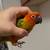 HandFed Sun Conure 1 thumbnail
