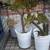 PLANT-LARGE STAG FERN IN CLAY POT 10 thumbnail