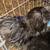 Silkie  Roosters 5 thumbnail