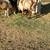 Boer Goat commercial herd 3 thumbnail
