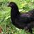 Lots of Chicken Breeds to choose from Now Taking Pre-order Now Taking 12 thumbnail