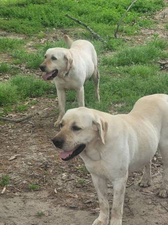 Adult labs (Longview)64037622357121121