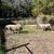 Katahdin rams and wethers for sale 3 thumbnail