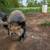 Kune Kune Pigs for sale 3 thumbnail