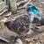 Blue Laced Wyandotte Chicks 8 thumbnail