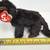 Vintage Plush Cats – Set of 3 Stuffed Animals 4 thumbnail
