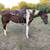 Begginner trail mare 4 thumbnail
