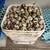 TEXAS A&M JUMBO QUAIL EGGS $2.00 PER DOZEN 3 thumbnail