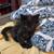 Kitten (6 Weeks) Black 1 thumbnail