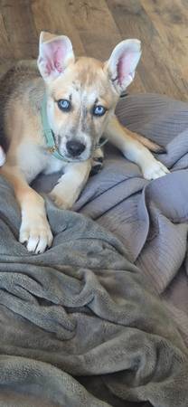 Puppie 1