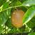 Passion Fruit Vine Plant Starter Nancy Garrison 1 thumbnail
