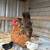 Hen (1 year old) and 3 chicks 3 thumbnail