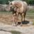Quarter Horse Mare 1 thumbnail