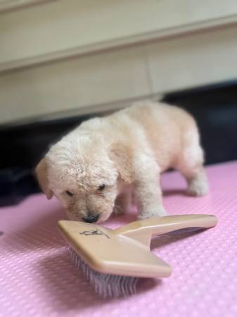 Cachorros de poodle miniatura63882831266947121