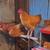 Chickens/Roosters 3 thumbnail