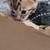 Bengal kittens 8 thumbnail