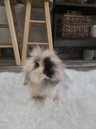 Teddywidder rabbit (Redondo Beach)63865302636545120