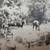 Spanish American War Era Military Photo. Soldiers,Cavalry Horse Lot 1 4 thumbnail