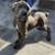CANE CORSO FULL AKC 4 thumbnail