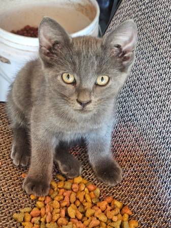 3 kittens in search of a forever home (New Boston)63982471113603120