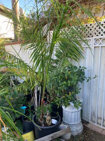 Landscaping plants ferns patio yard palms trees 1