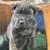 cane corso 2 thumbnail