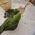 Lineolated parakeet babies 2 thumbnail
