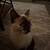 Siamese Cat 3 thumbnail