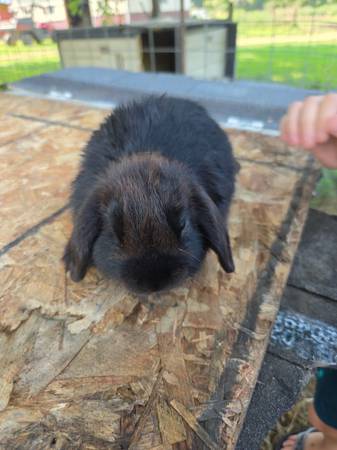 Holland lops (Wheaton)