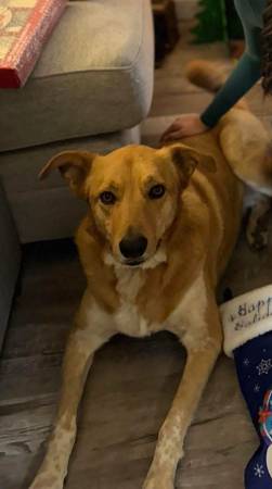 Lost dog 1