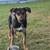 Loving dog looking for new home 3 thumbnail