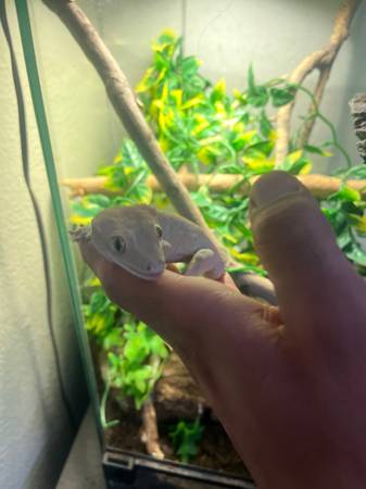 Crested gecko (Albuquerque)63625176160899121