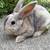 Mini rex 3 thumbnail