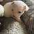 Chihuahuas hermosos 3 thumbnail